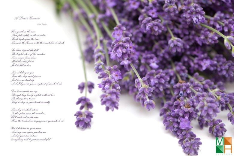 Tranh dán tường nhập khẩu Hàn Quốc hoa lavender FW - 115